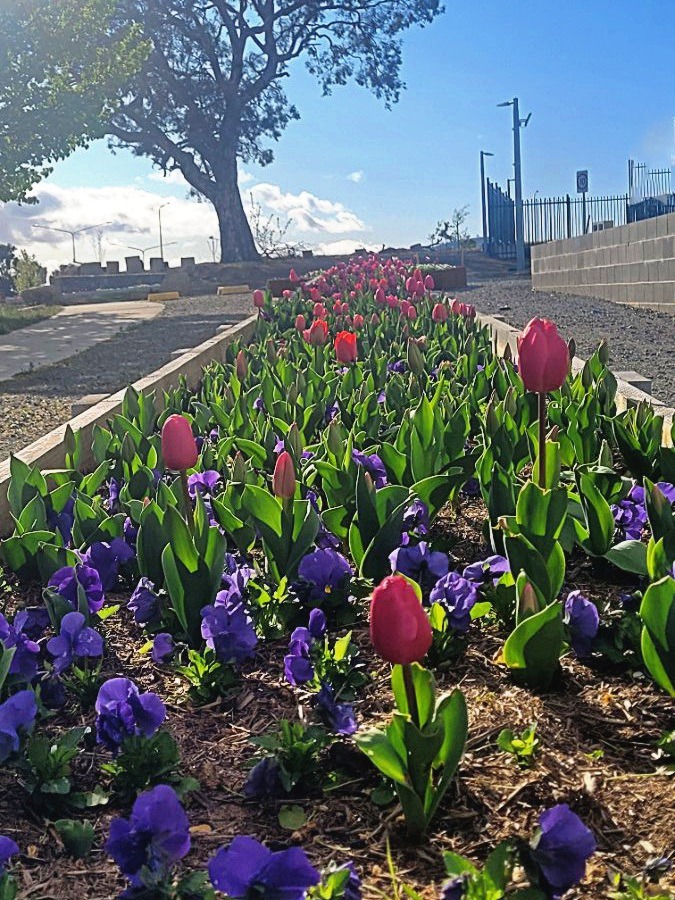 Community Garden Project