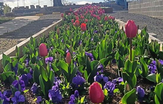 Community Garden Project
