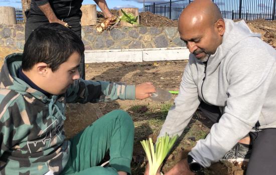 Productive Gardening: Fruits and Blooms