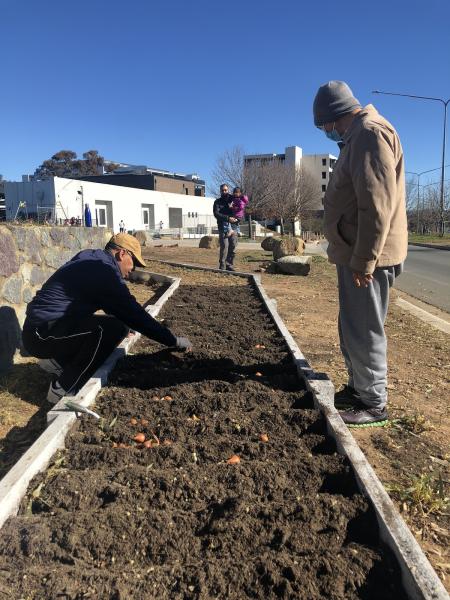 Community enjoys planting tulip bulbs
