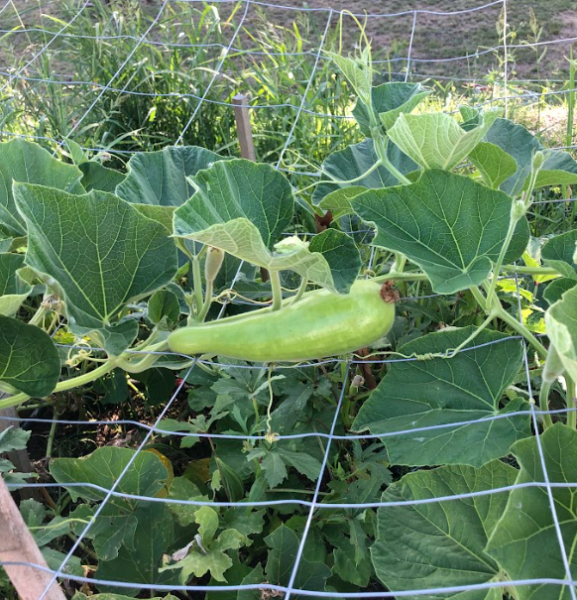 GM Community Garden