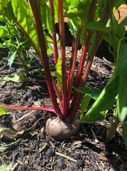 GM Community Garden