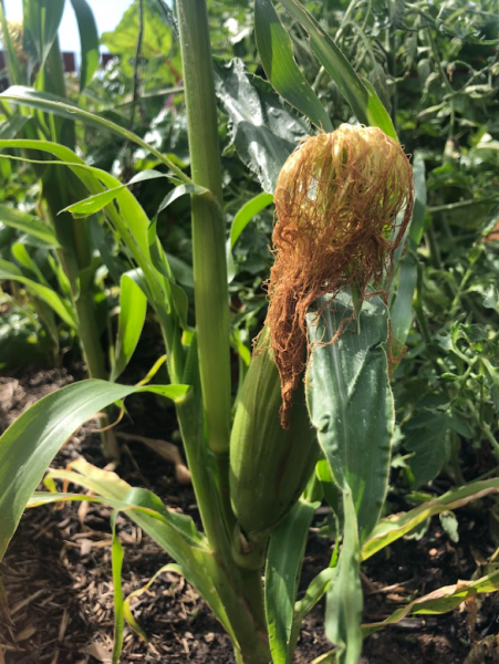 GM Community Garden