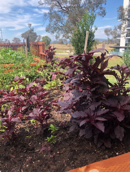 GM Community Garden