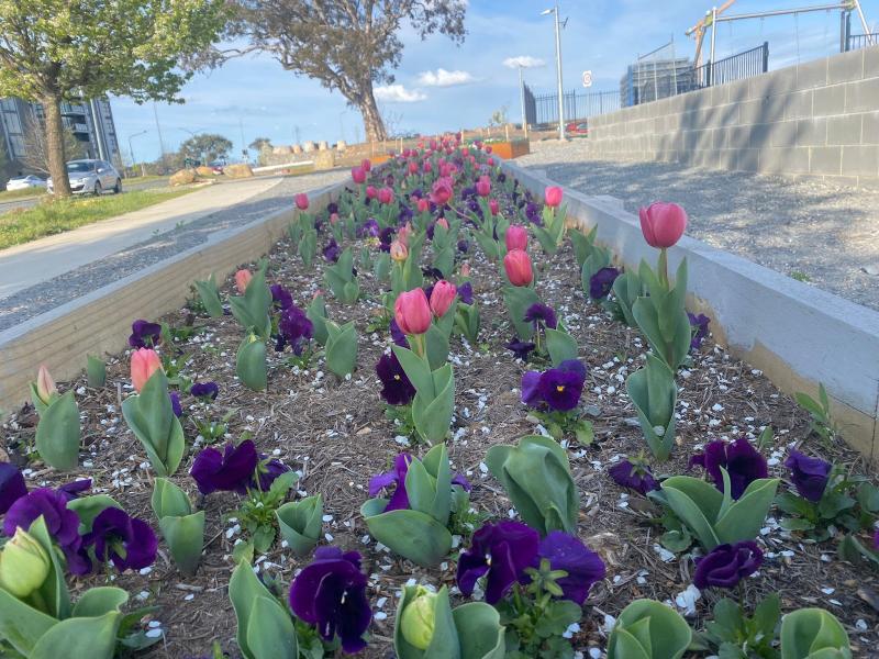 Lovely tulips blooms