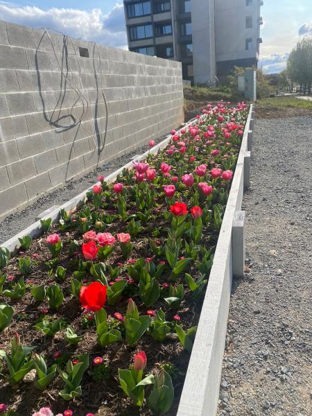 Lovely tulips blooms