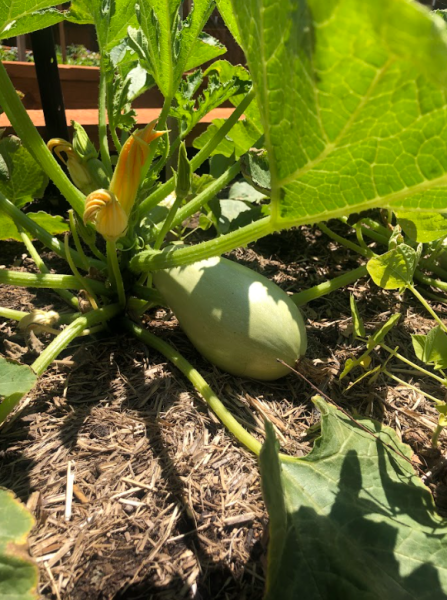GM Community Garden