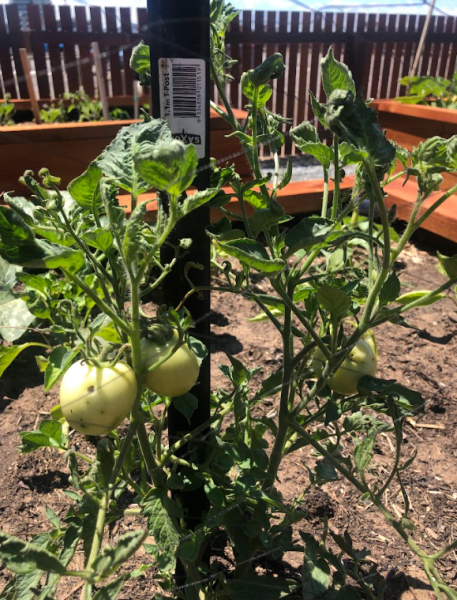 GM Community Garden
