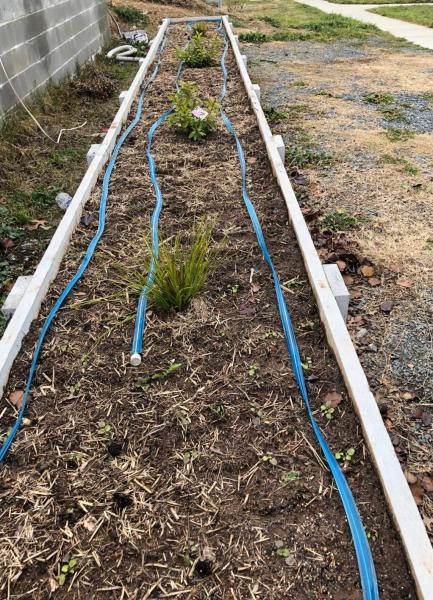 Tulip and daffodil plantation prepration