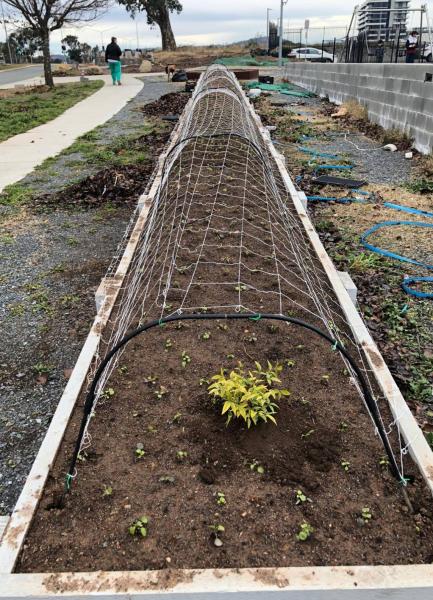 Tulip and daffodil plantation prepration